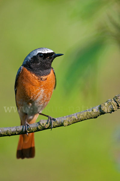 Gartenrotschwanz (Phoenicurus phoenicurus)