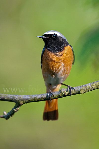 Gartenrotschwanz (Phoenicurus phoenicurus)