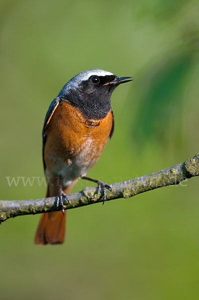 Gartenrotschwanz (Phoenicurus phoenicurus)