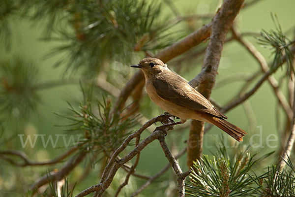 Gartenrotschwanz (Phoenicurus phoenicurus)