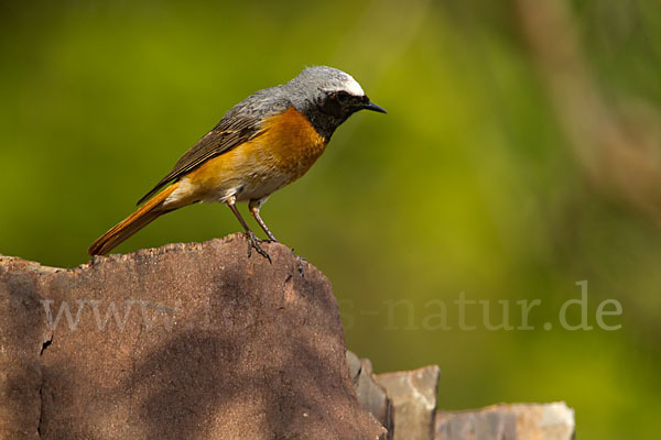 Gartenrotschwanz (Phoenicurus phoenicurus)