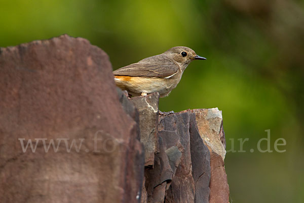 Gartenrotschwanz (Phoenicurus phoenicurus)