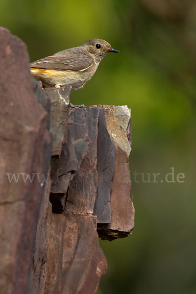 Gartenrotschwanz (Phoenicurus phoenicurus)