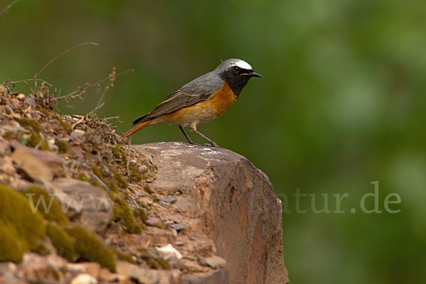 Gartenrotschwanz (Phoenicurus phoenicurus)