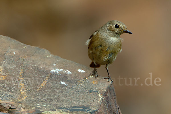 Gartenrotschwanz (Phoenicurus phoenicurus)