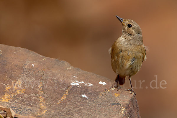 Gartenrotschwanz (Phoenicurus phoenicurus)