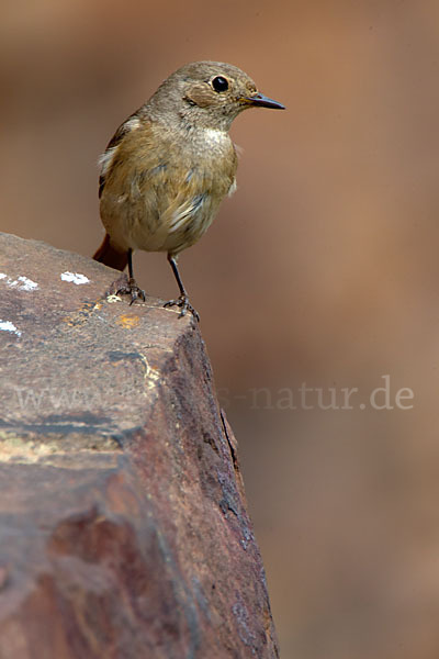 Gartenrotschwanz (Phoenicurus phoenicurus)