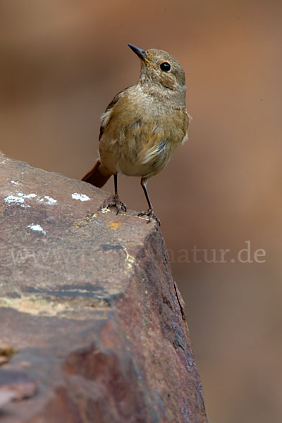 Gartenrotschwanz (Phoenicurus phoenicurus)