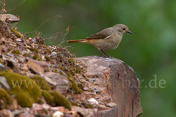 Gartenrotschwanz (Phoenicurus phoenicurus)