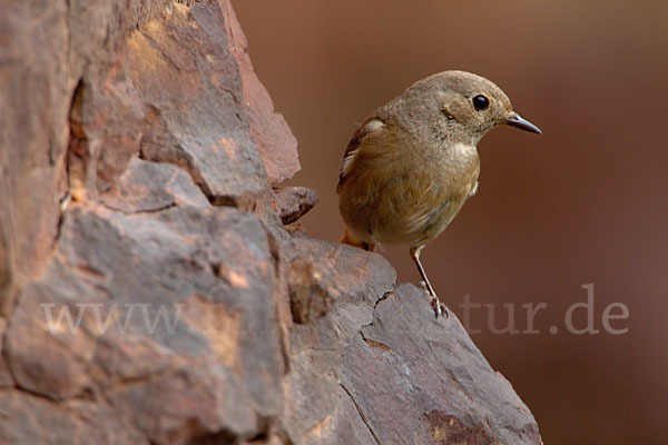 Gartenrotschwanz (Phoenicurus phoenicurus)