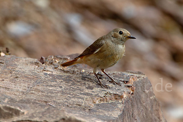 Gartenrotschwanz (Phoenicurus phoenicurus)