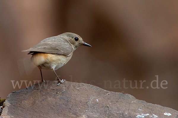 Gartenrotschwanz (Phoenicurus phoenicurus)