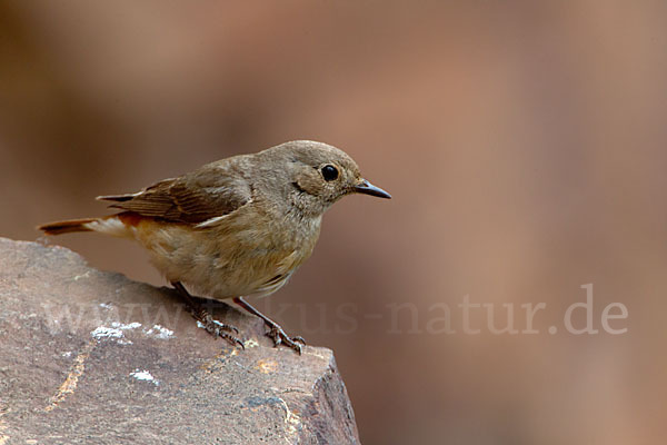 Gartenrotschwanz (Phoenicurus phoenicurus)