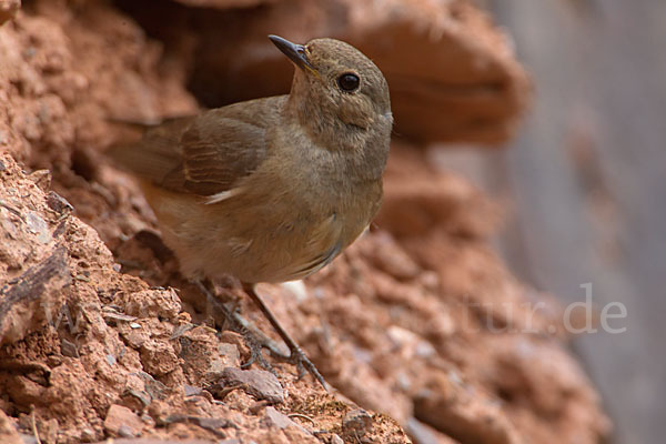 Gartenrotschwanz (Phoenicurus phoenicurus)