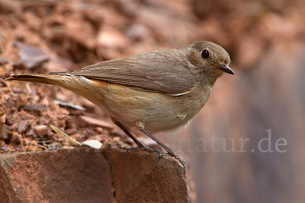 Gartenrotschwanz (Phoenicurus phoenicurus)