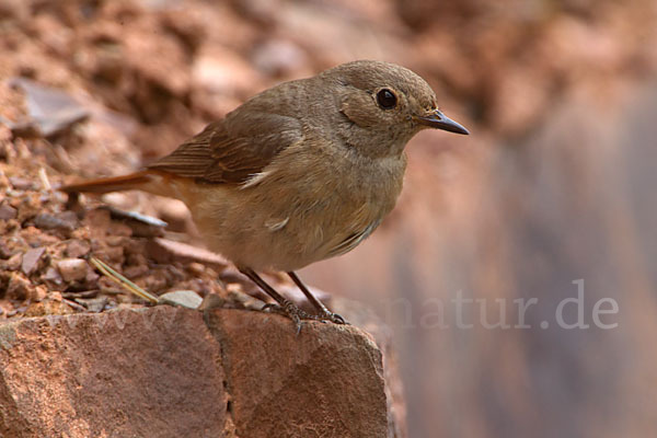 Gartenrotschwanz (Phoenicurus phoenicurus)