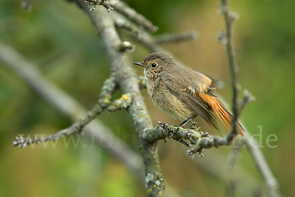 Gartenrotschwanz (Phoenicurus phoenicurus)