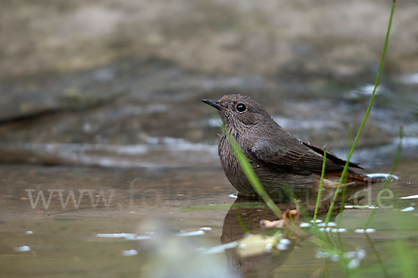 Gartenrotschwanz (Phoenicurus phoenicurus)