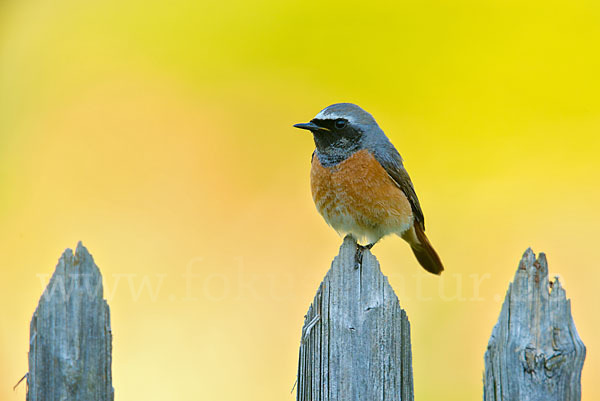 Gartenrotschwanz (Phoenicurus phoenicurus)