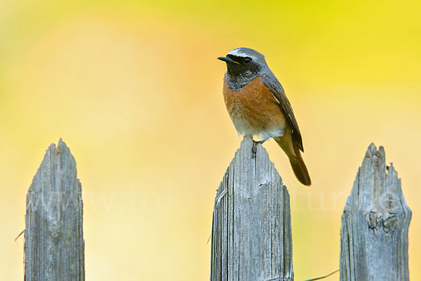 Gartenrotschwanz (Phoenicurus phoenicurus)