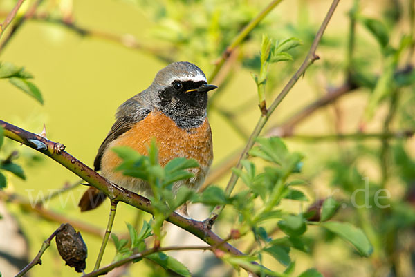 Gartenrotschwanz (Phoenicurus phoenicurus)