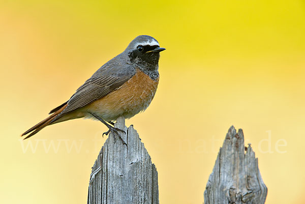 Gartenrotschwanz (Phoenicurus phoenicurus)