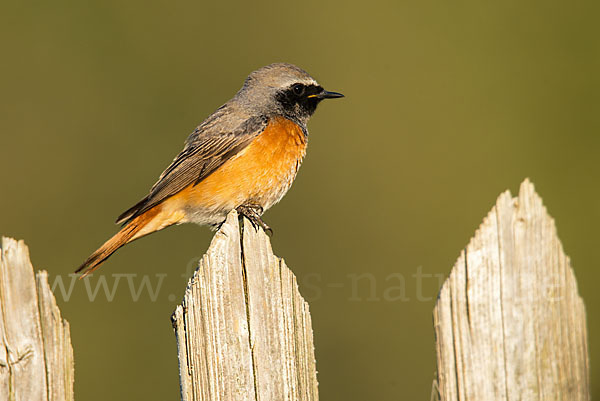 Gartenrotschwanz (Phoenicurus phoenicurus)