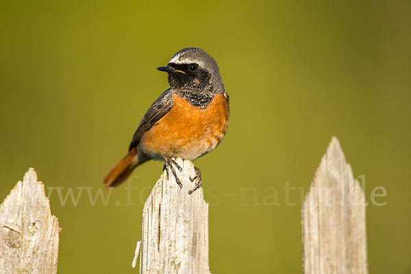 Gartenrotschwanz (Phoenicurus phoenicurus)