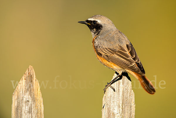 Gartenrotschwanz (Phoenicurus phoenicurus)