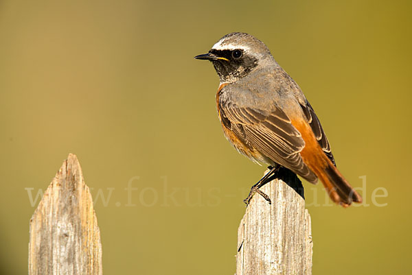 Gartenrotschwanz (Phoenicurus phoenicurus)