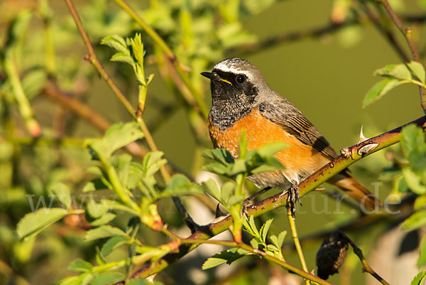 Gartenrotschwanz (Phoenicurus phoenicurus)