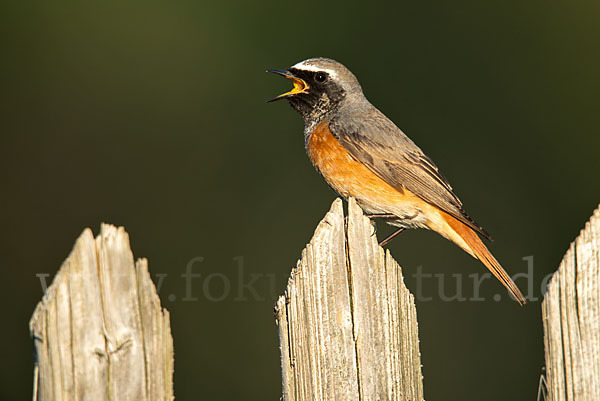 Gartenrotschwanz (Phoenicurus phoenicurus)