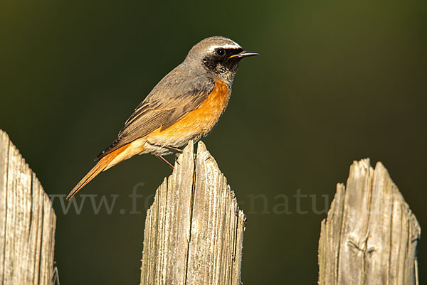 Gartenrotschwanz (Phoenicurus phoenicurus)