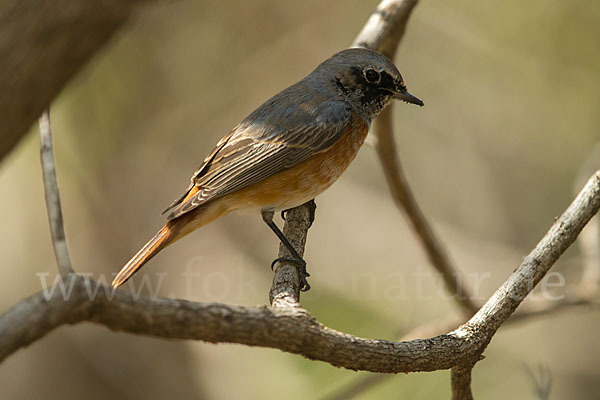 Gartenrotschwanz (Phoenicurus phoenicurus)