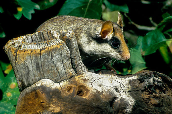 Gartenschläfer (Eliomys quercinus)