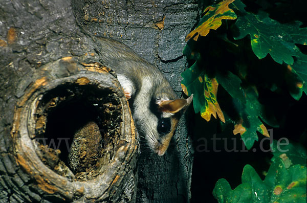 Gartenschläfer (Eliomys quercinus)