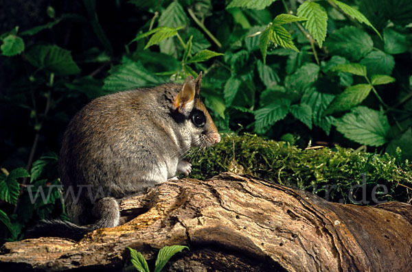 Gartenschläfer (Eliomys quercinus)