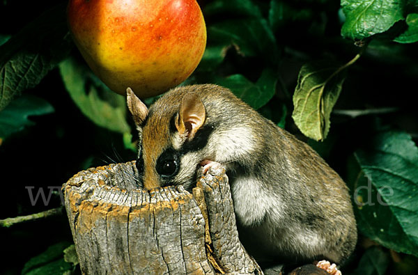 Gartenschläfer (Eliomys quercinus)