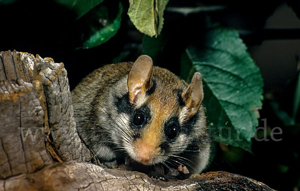 Gartenschläfer (Eliomys quercinus)