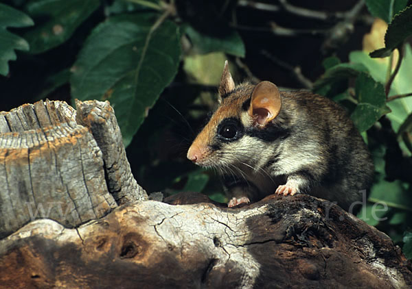 Gartenschläfer (Eliomys quercinus)