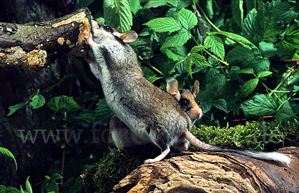 Gartenschläfer (Eliomys quercinus)