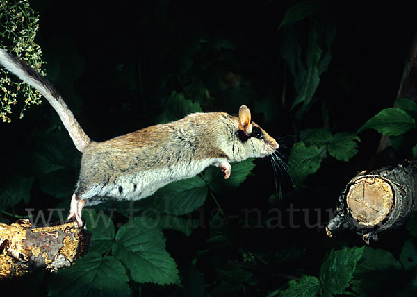 Gartenschläfer (Eliomys quercinus)