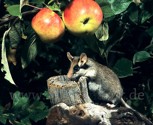 Gartenschläfer (Eliomys quercinus)