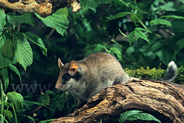 Gartenschläfer (Eliomys quercinus)