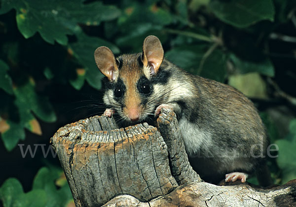 Gartenschläfer (Eliomys quercinus)