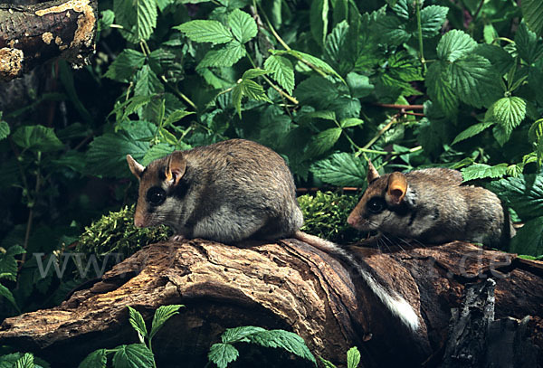 Gartenschläfer (Eliomys quercinus)