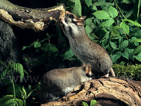 Gartenschläfer (Eliomys quercinus)