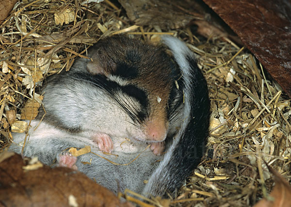 Gartenschläfer (Eliomys quercinus)