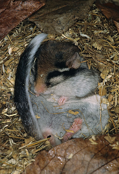 Gartenschläfer (Eliomys quercinus)