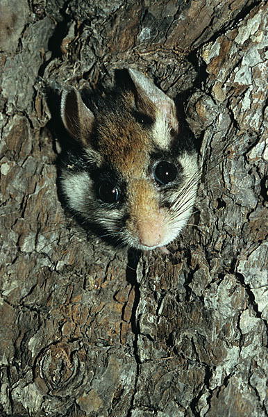 Gartenschläfer (Eliomys quercinus)